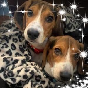 Meet your Posher, Susan